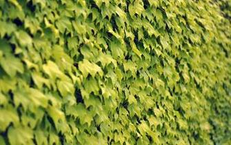 Wallpaper Details File Name Vines Uploaded By Kalimjaja Date