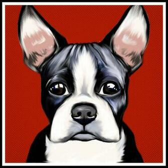 Boston Terrier Wallpaper