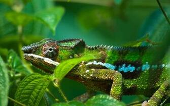Amphibians A Chameleon Wallpaper