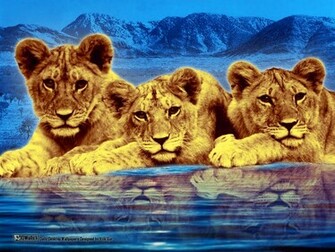 Lion Cubs Wallpaper Background