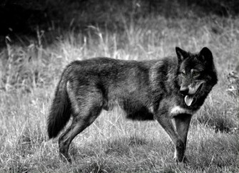Black Timber Wolf Hunter Wallpaper