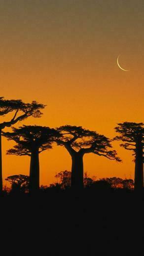 Trees Madagascar Baobab Wallpaper
