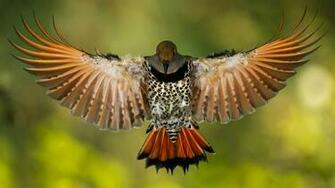 Golden Shirokoklyuvy Woodpecker Wallpaper And Image