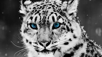 HD Animals Background