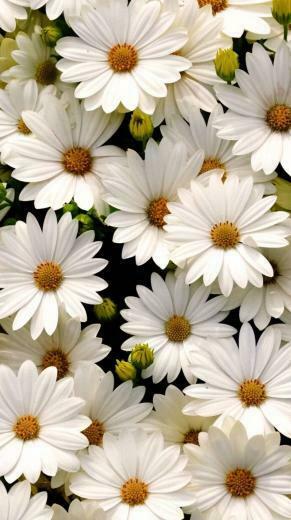 Daisy Aesthetic Wallpaper Top Background