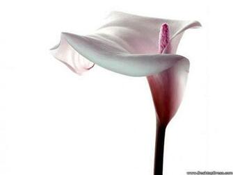 Desktop Wallpaper Flowers Background White Calla Lily