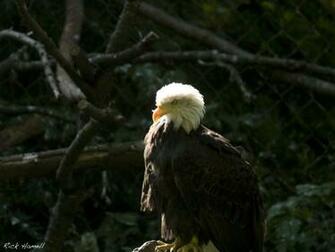 American Bald Eagle Wallpaper