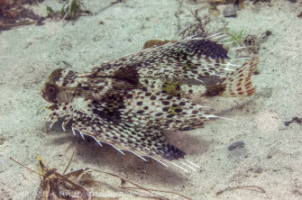 Flying Gurnard Spreading Fins Wallpaper