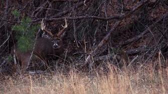 Benefits Of Hinge Cutting For Your Deer Herd Bowhunting