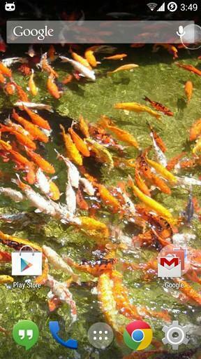 Bigger Koi Live Wallpaper For Android Screenshot
