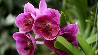 Orchid Computer Wallpaper Desktop Background Id
