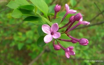 Flower Wallpaper Lilac