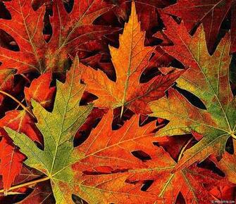 Fall Leaves HD Wallpaper