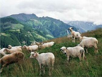 Sheep Wallpaper