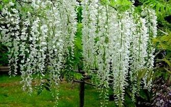 White Wisteria Wallpaper Season