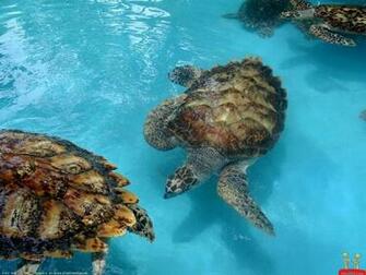 Turtles In Water HD Wallpaper E Entertainment