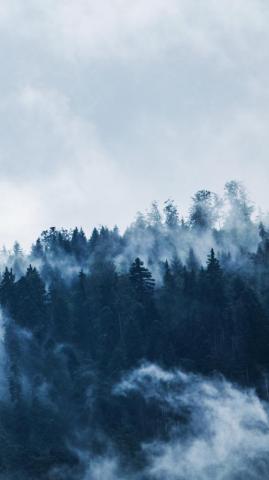 Forest Mist Wallpaper iPhone Android Desktop Background