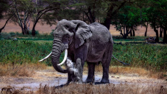 Elephant In Serengeti National Park Tanzania UHD 4k Wallpaper