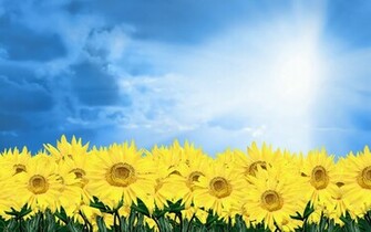 Unique Wallpaper The Flower Of Love