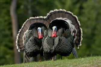 Wild Turkey