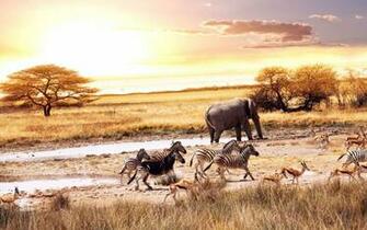 Wallpaper Animals Savannah Africa Escape Danger
