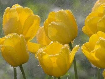 Yellow Flowers High Definition Wallpaper