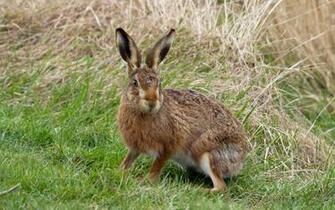 Animal Hare Wallpaper