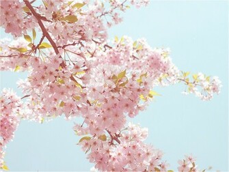 Sakura Wallpaper By Zikarra