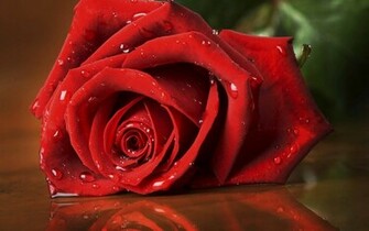 Pin Red Rose Wallpaper