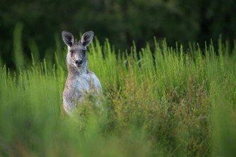 The Palate Politics Of Kangatarianism Edge Effects