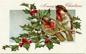 Winter Bird Illustration Birds Holly Berries Old Fashioned Christmas