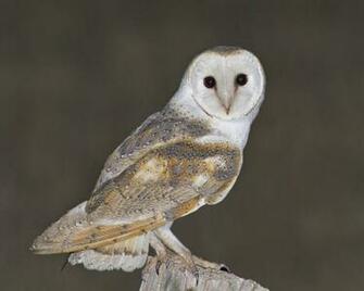 Barn Owl Pictures Wallpaper HD Owls