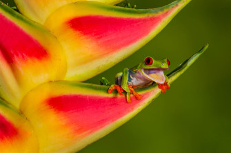 Red Eyed Tree Frog 4k Ultra HD Wallpaper