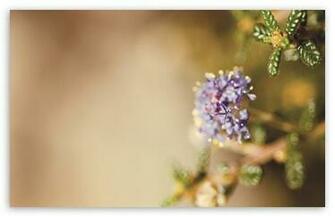 Happy Purple Tuesday HD Desktop Wallpaper High Definition