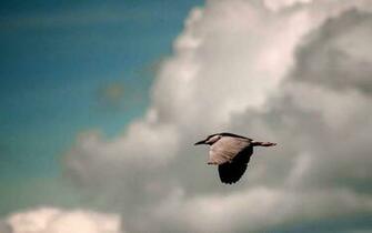 Clouds Bird Flying HD Wallpaper
