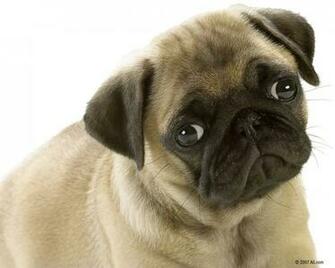 Zoo Park Cute Puppies Wallpaper Puppy For Desktop