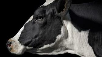 Full HD 1080p 1080i Cow Spotted Profile Head