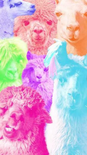 Llama Background Llamas In Cellphone Wallpaper Future