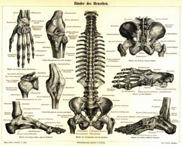 Anatomy Wallpaper Group