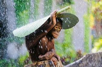 Winners Wallpaper National Geographic Photo Contest