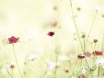 Top Minimalist Flower Desktop Wallpaper You Can Use It