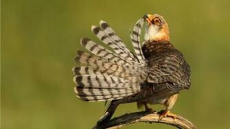 Image Gallery Striped Birds