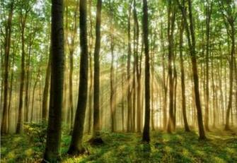 Wall Mural Photo Wallpaper Green Forest Scene Autumn