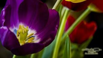 Full HD Widescreen 1080p HDtv Wallpaper Pack Xelent