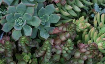 Fine Gardening Wallpaper Succulents