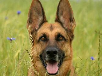 German Shepherd Puppies Wallpaper HD Wide Hivewallpaper