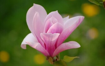 Magnolia Wallpaper Flower