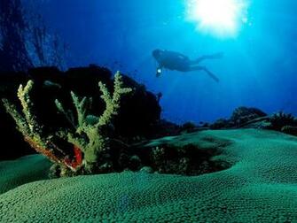 Tags Underwater Diving Pics Scuba