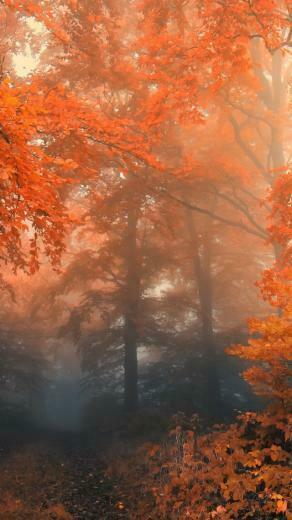 Autumn iPhone 5s Wallpaper iPad
