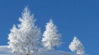 Flowers Snow Trees Winter Wallpaper Allwallpaper In